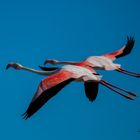 Flugstudie in der Camargue