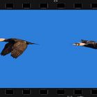 Flugstudie "KORMORAN"