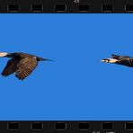 Flugstudie "KORMORAN"