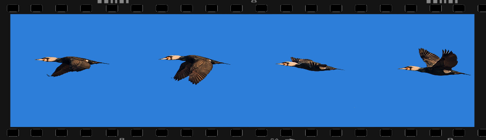 Flugstudie "KORMORAN"