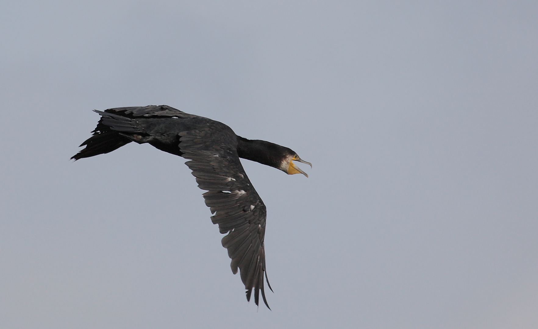 Flugstudie Kormoran