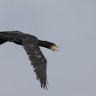 Flugstudie Kormoran