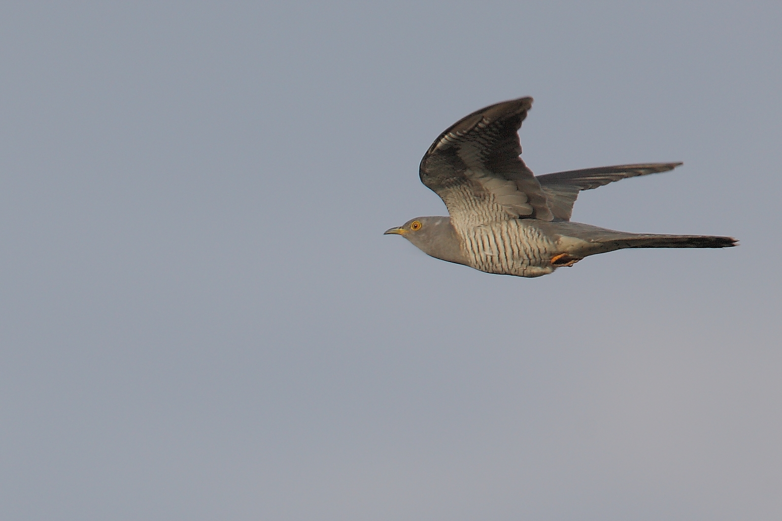 Flugstudie Kuckuck