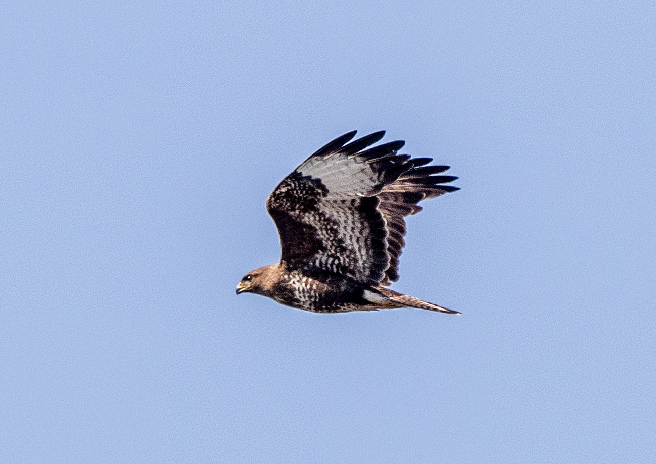 Flugstudie Mäusebussard