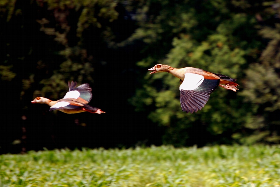 Flugstudie Nilgans II