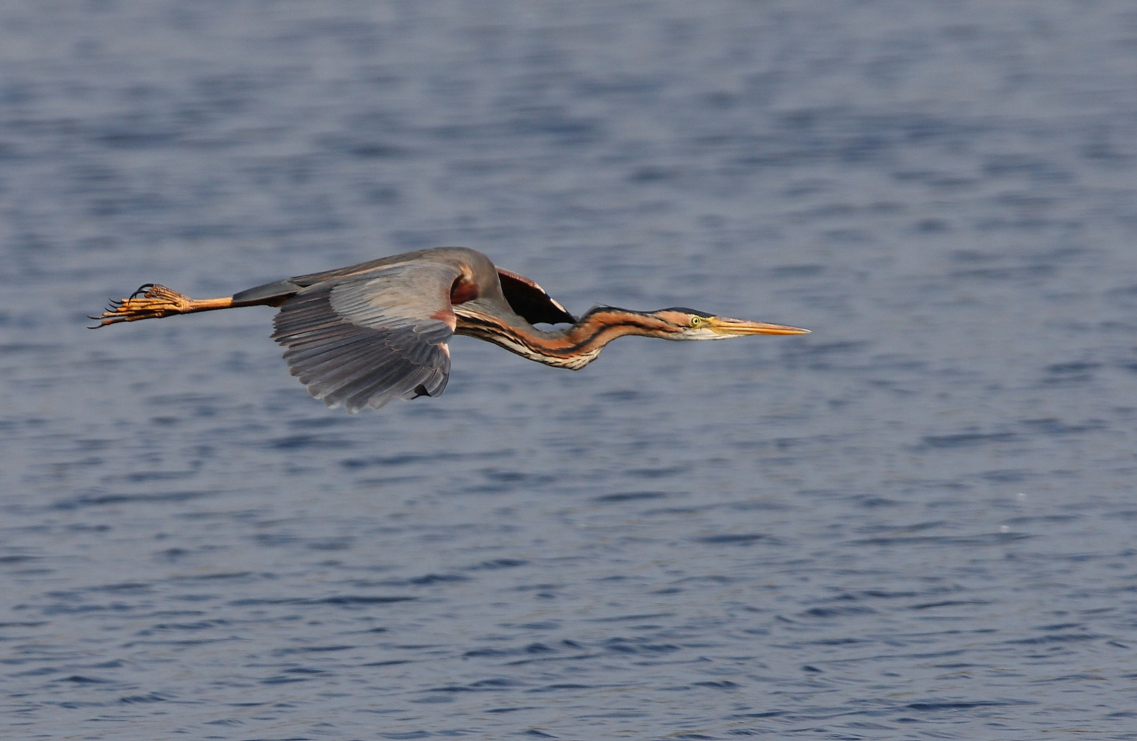 Flugstudie Purpurreiher