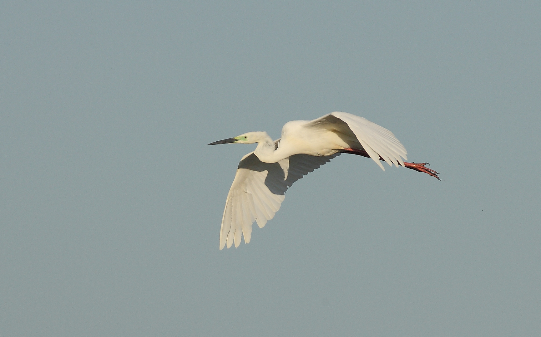 Flugstudie Silberreiher (Ardea modesta)