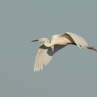 Flugstudie Silberreiher (Ardea modesta)