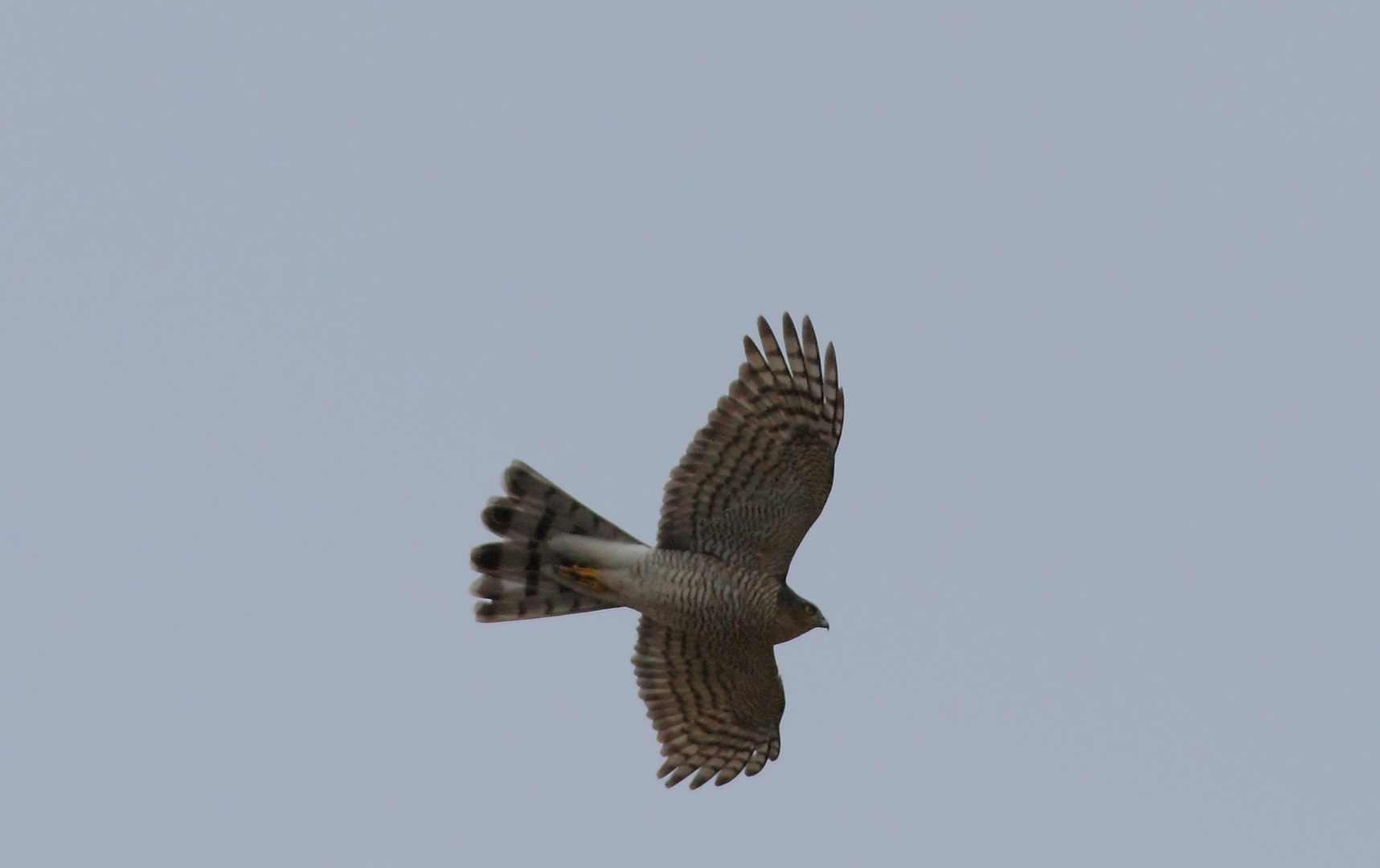 Flugstudie Sperber