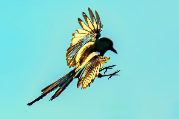 Flugstudie, transparent, Elster, Angriff