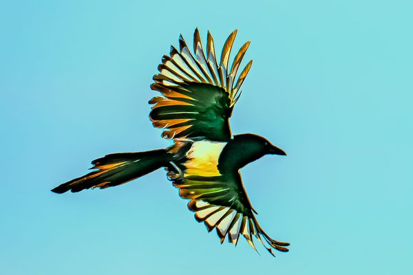 Flugstudie, transparent, Elster, gelassen