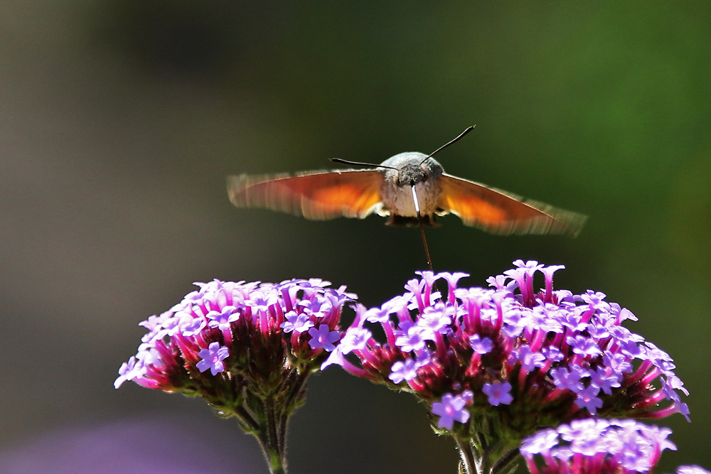 Flugstudie über den Blüten