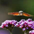 Flugstudie über den Blüten