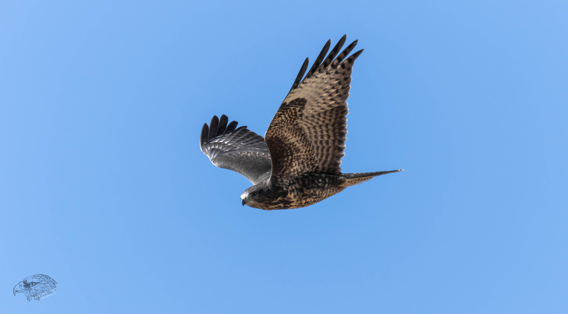 Flugstudie vom Buteo