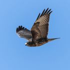 Flugstudie vom Buteo