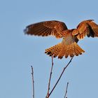 Flugstudie vom Falken