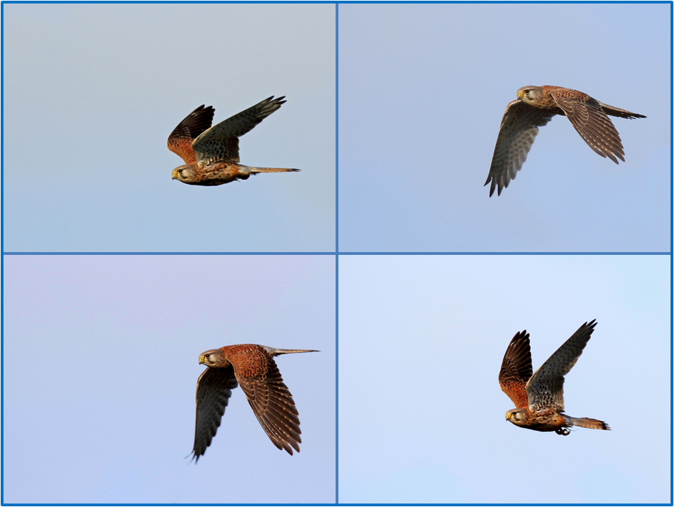 Flugstudie vom Turmfalken