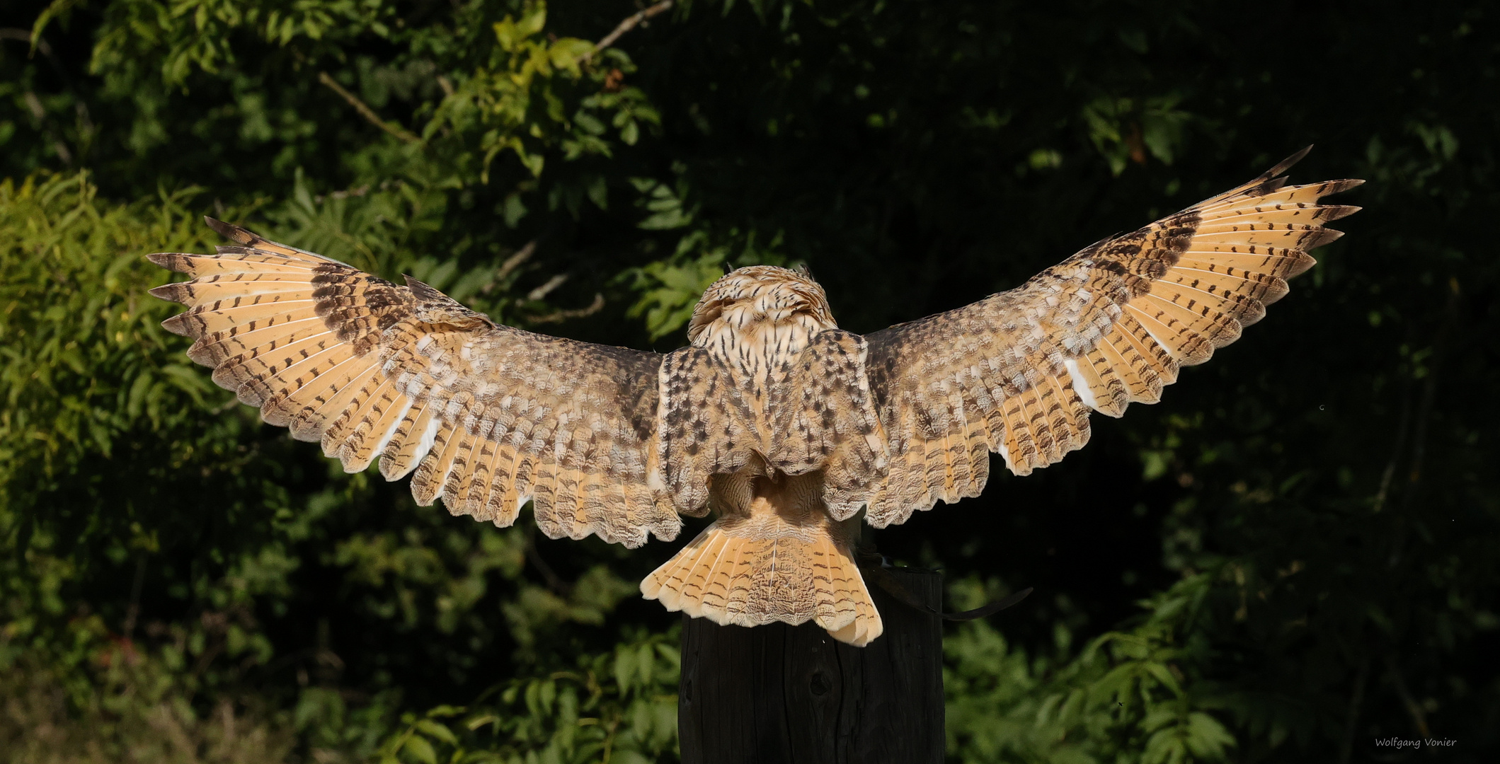 Flugstudie von einem Sibirischer Uhu