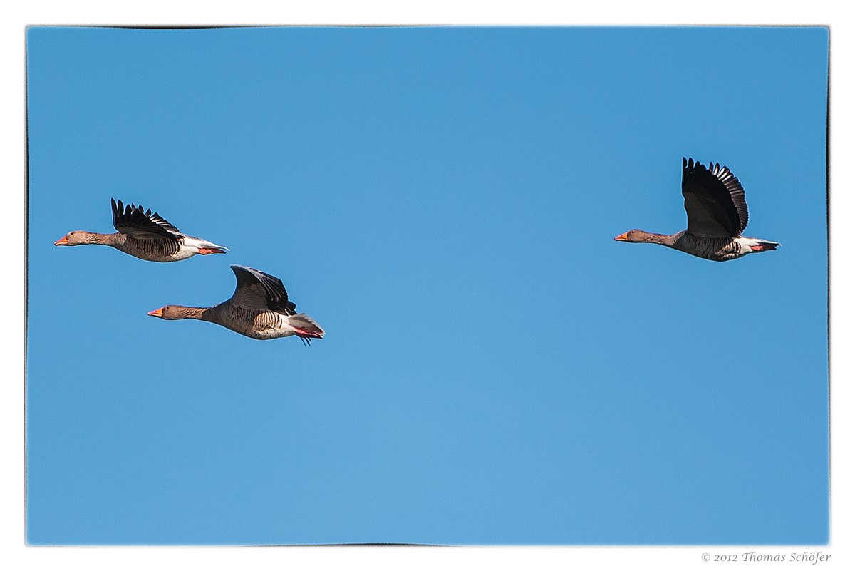 Flugstudie von Gänsen