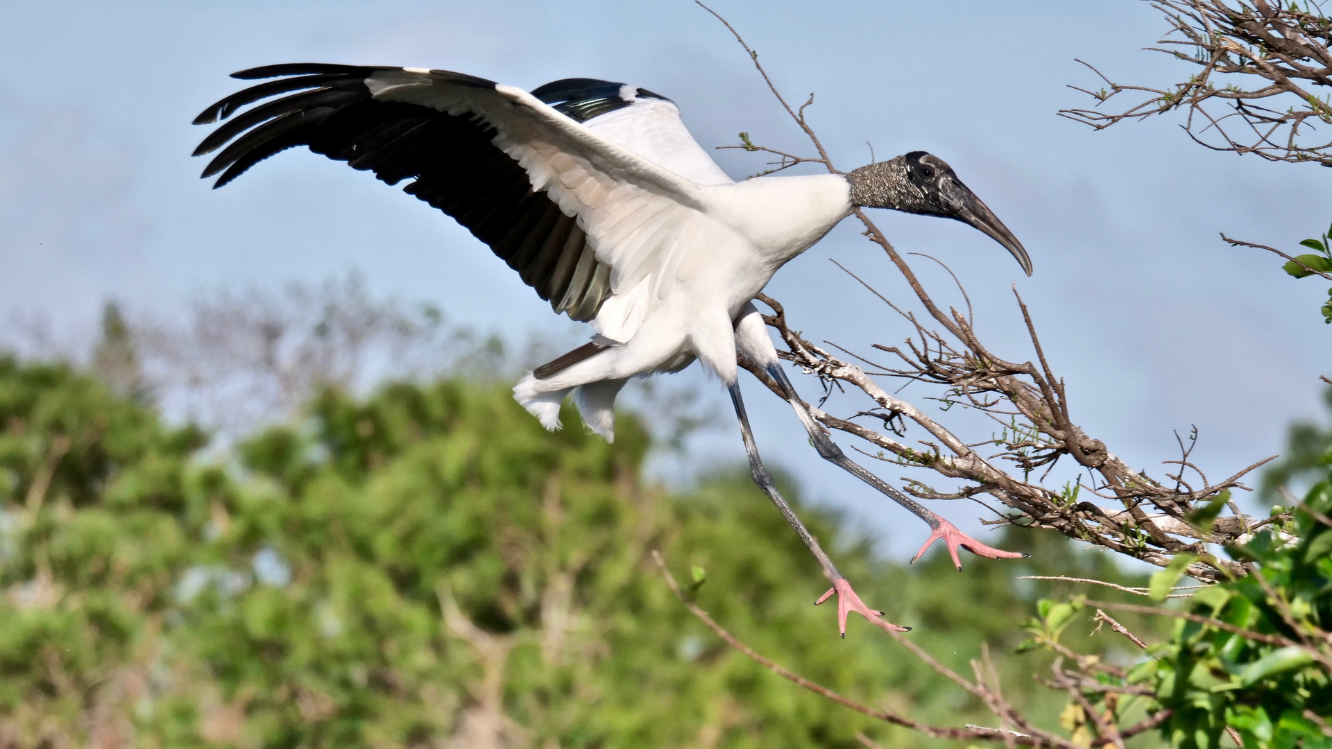 Flugstudie Waldstorch