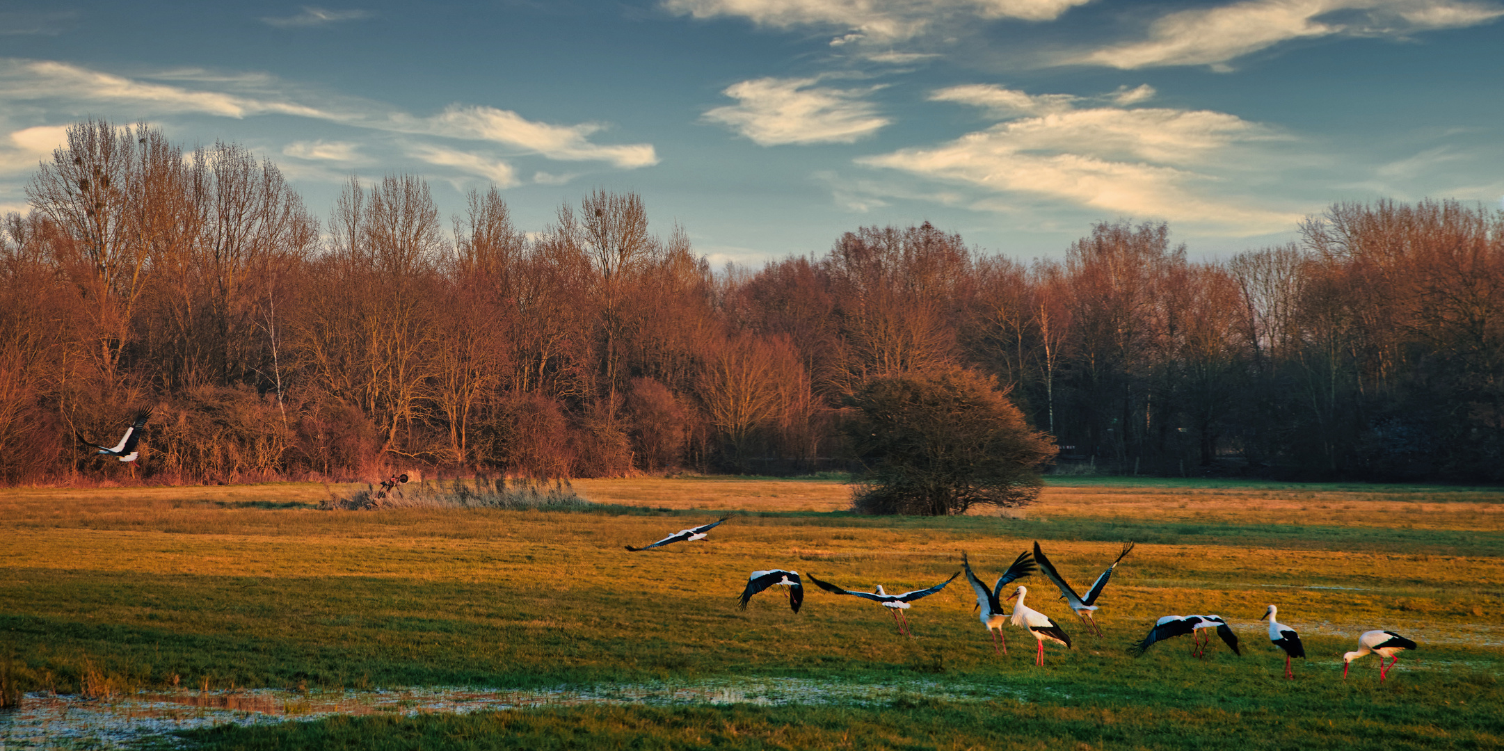 Flugstudie zweier Storche beim Abflug