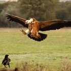 Flugstudie1: juveniler Gänsegeier im Landeanflug.   Achtung ich komme!