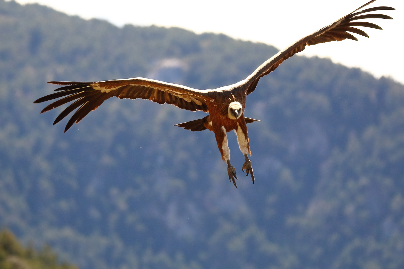 Flugstudie2: Ein Gänsegeier schwebt zur Landung ein.