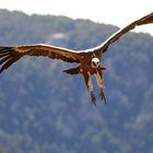 Flugstudie2: Ein Gänsegeier schwebt zur Landung ein.