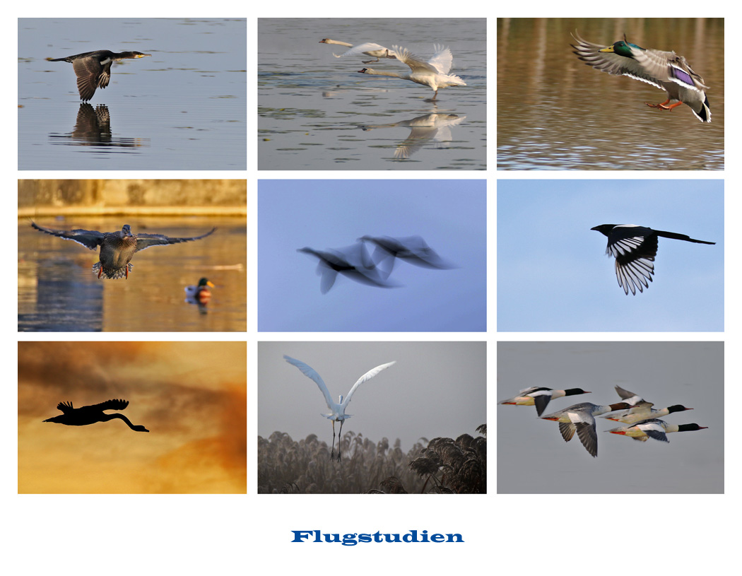 Flugstudien