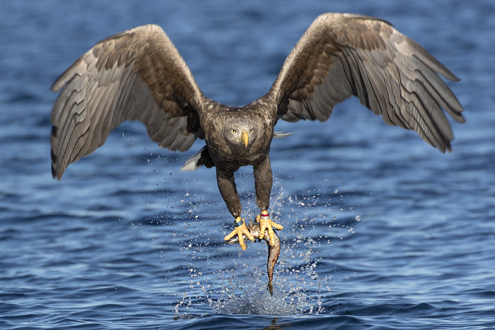 Flugstudien beim Seeadler