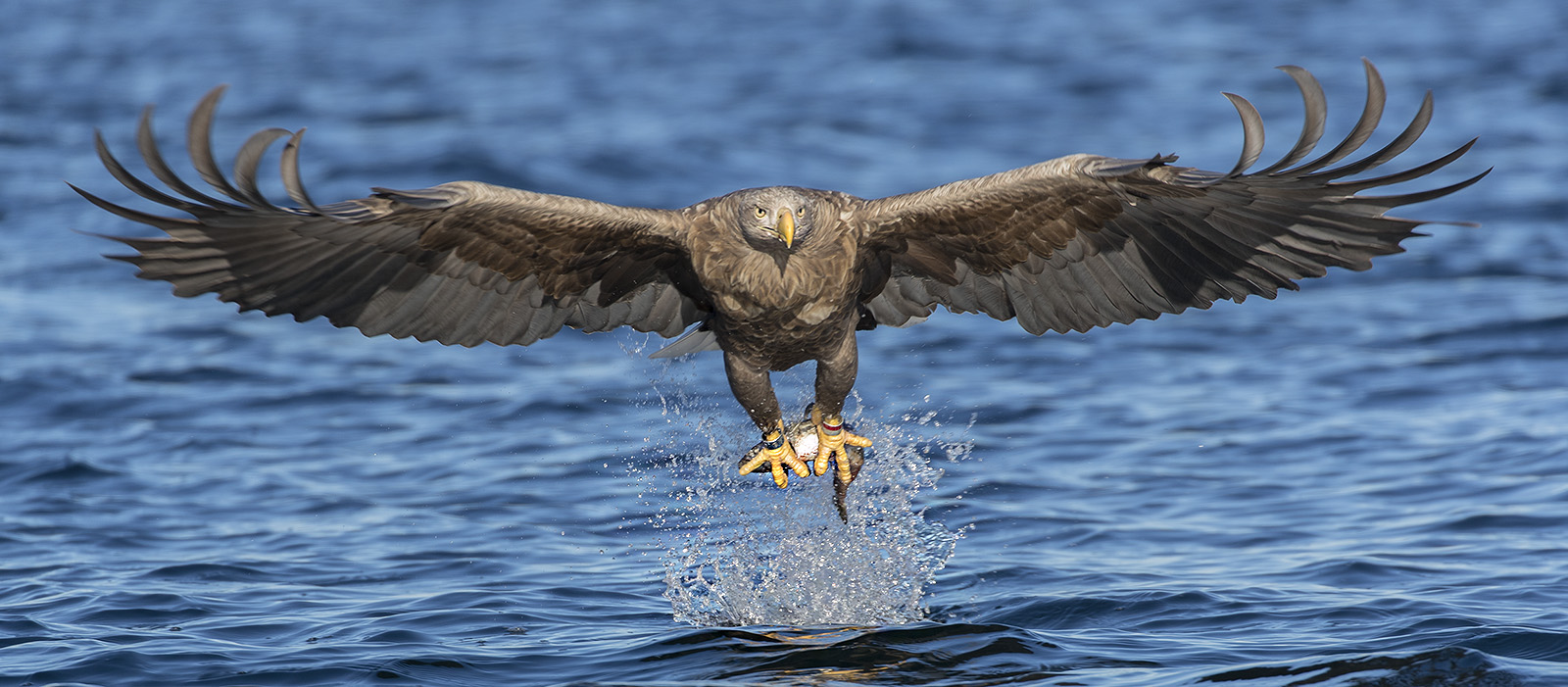 Flugstudien beim Seeadler