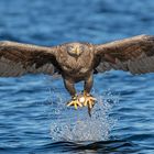 Flugstudien beim Seeadler