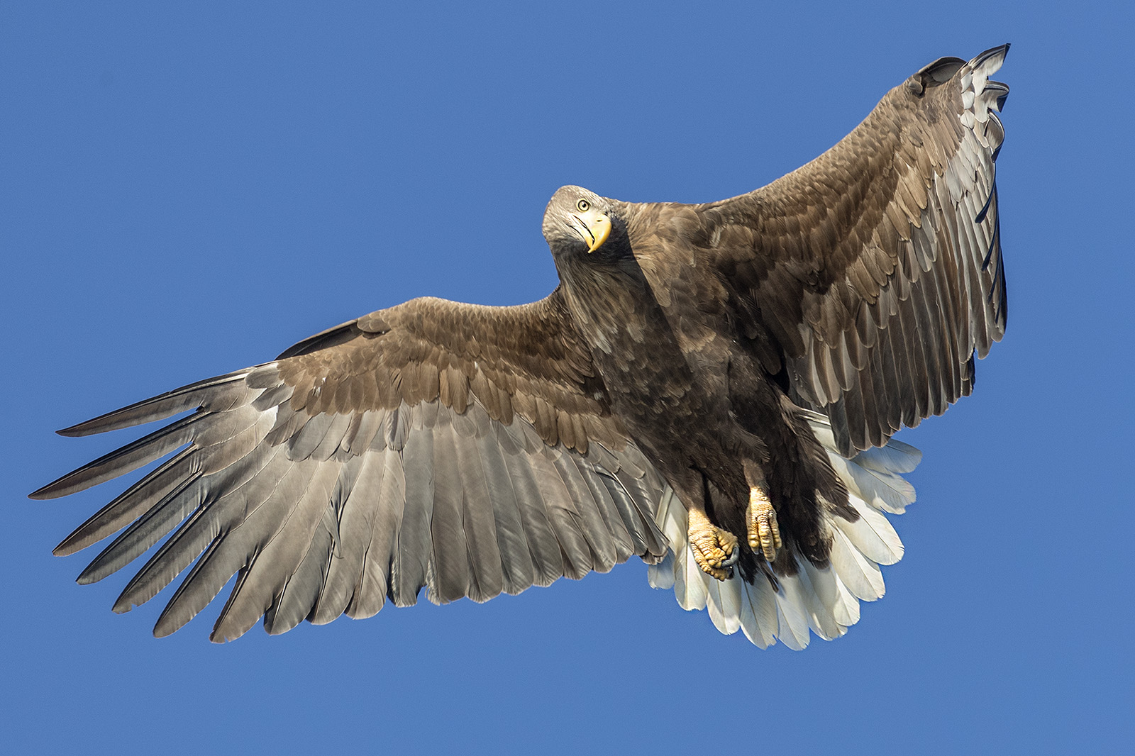 Flugstudien beim Seeadler