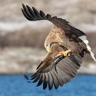 Flugstudien beim Seeadler