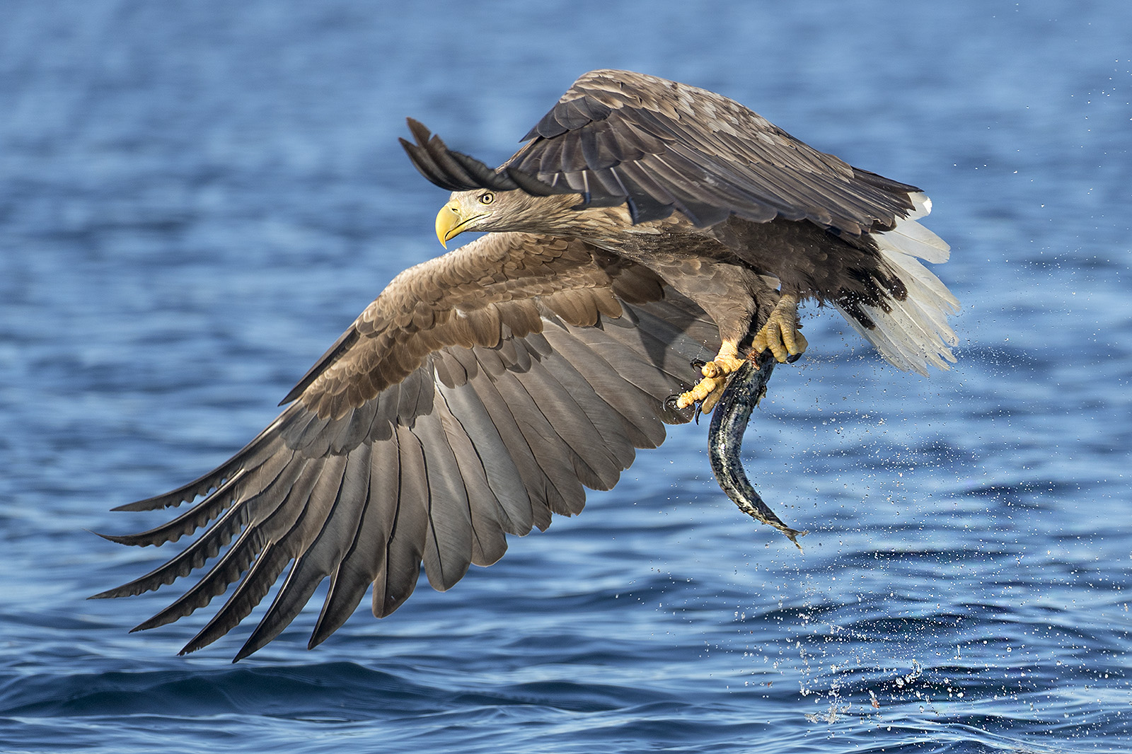 Flugstudien beim Seeadler