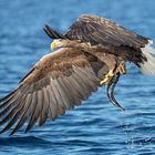 Flugstudien beim Seeadler