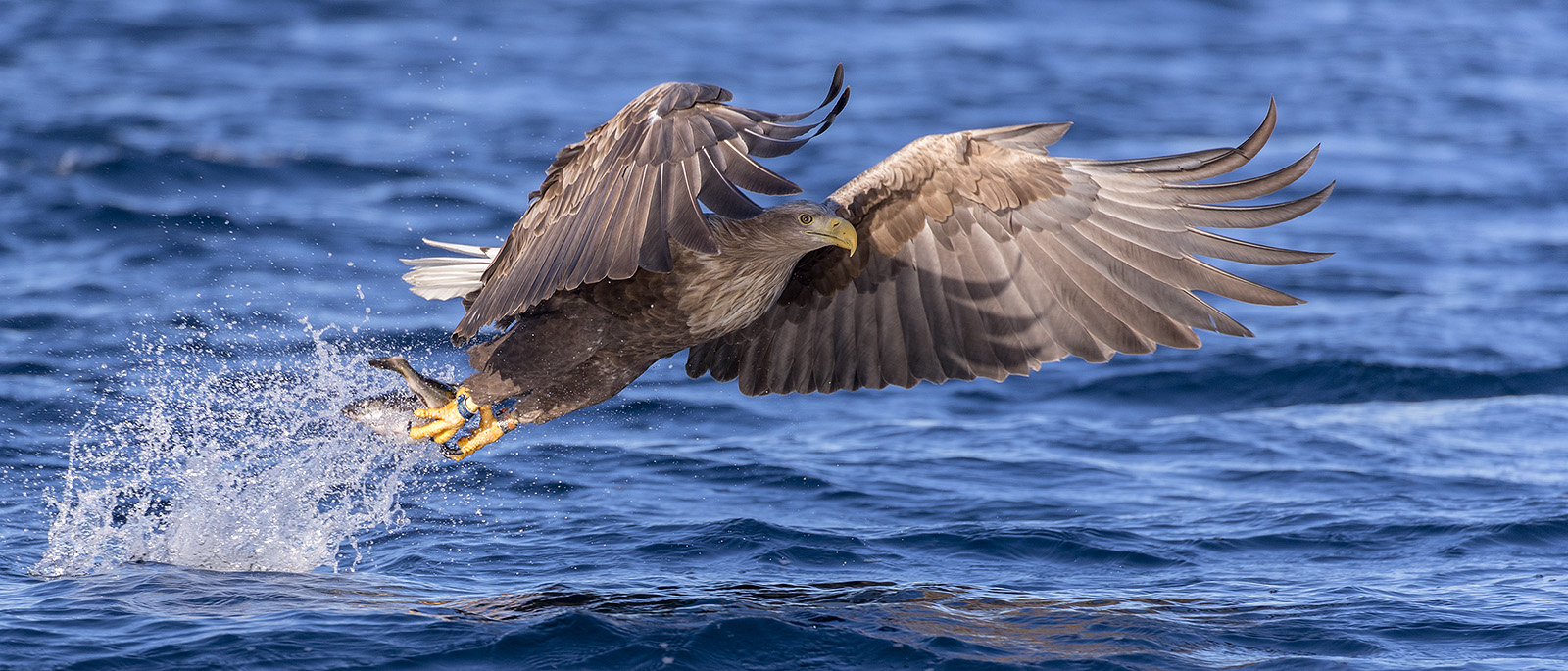 Flugstudien beim Seeadler