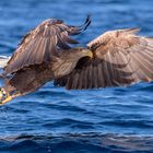 Flugstudien beim Seeadler