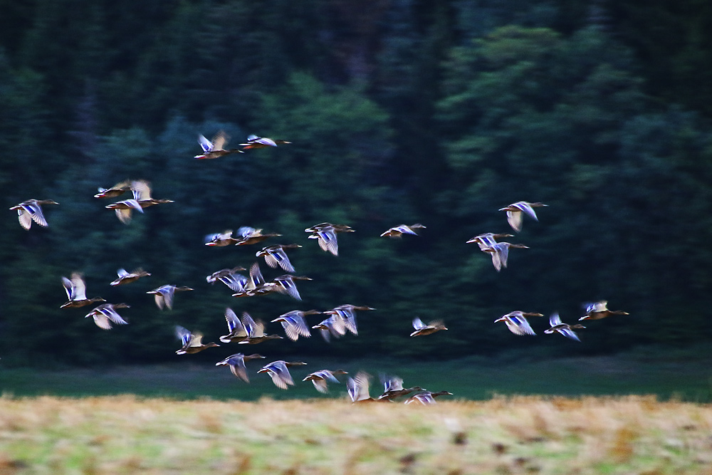 Flugstudien von Stockenten