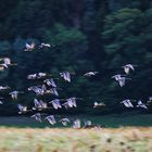 Flugstudien von Stockenten