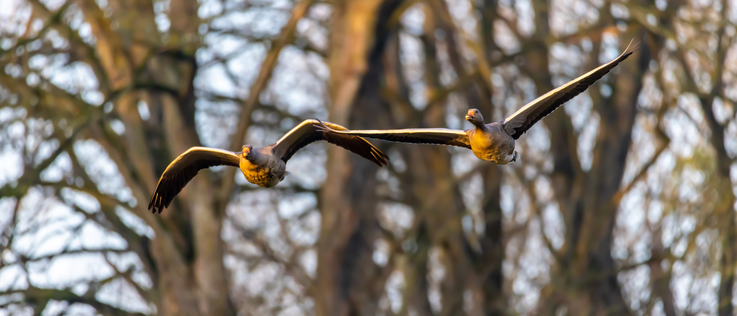  Flugstunde