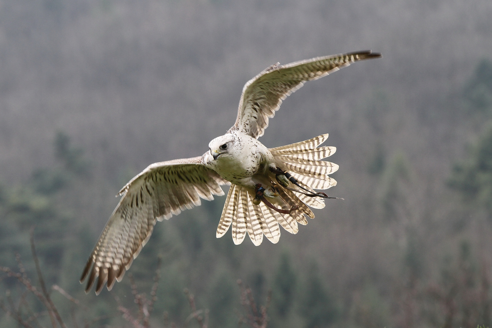 Flugstunde