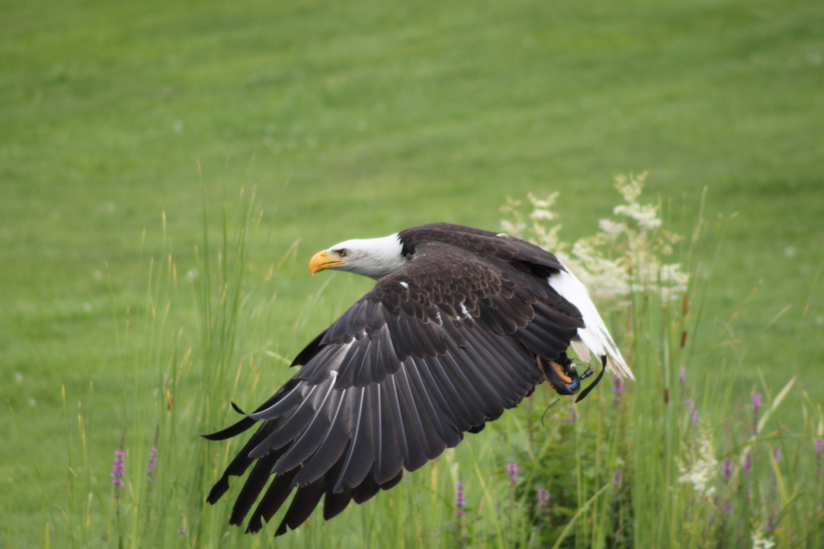 Flugstunde