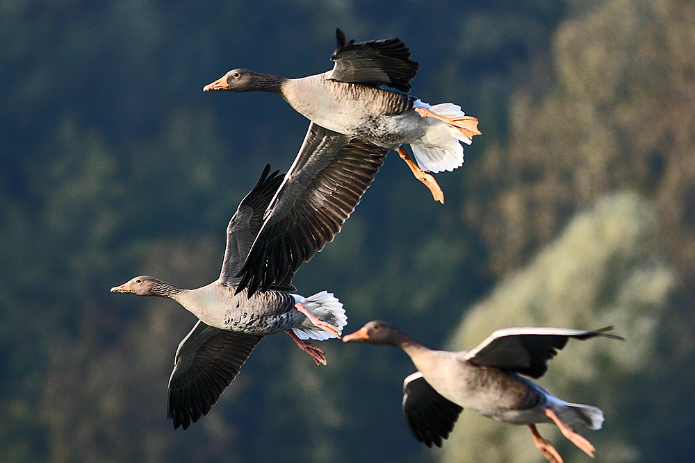 Flugstunde am frühen Morgen