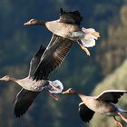 Flugstunde am frühen Morgen