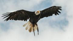 FLUGSTUNDE auf der Ronneburg