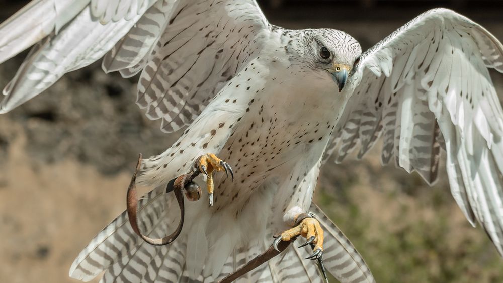 FLUGSTUNDE auf der Ronneburg: GERFALKE (2)