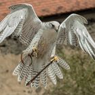 FLUGSTUNDE auf der Ronneburg: GERFALKE