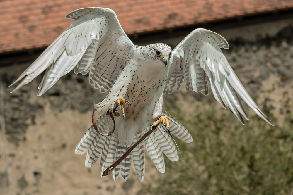 FLUGSTUNDE auf der Ronneburg: GERFALKE