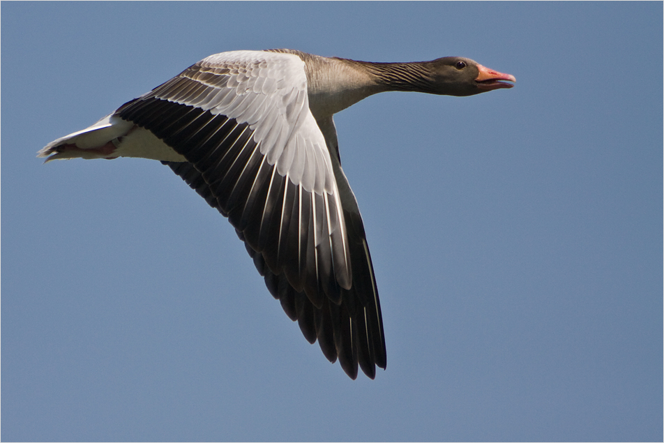 Flugstunde